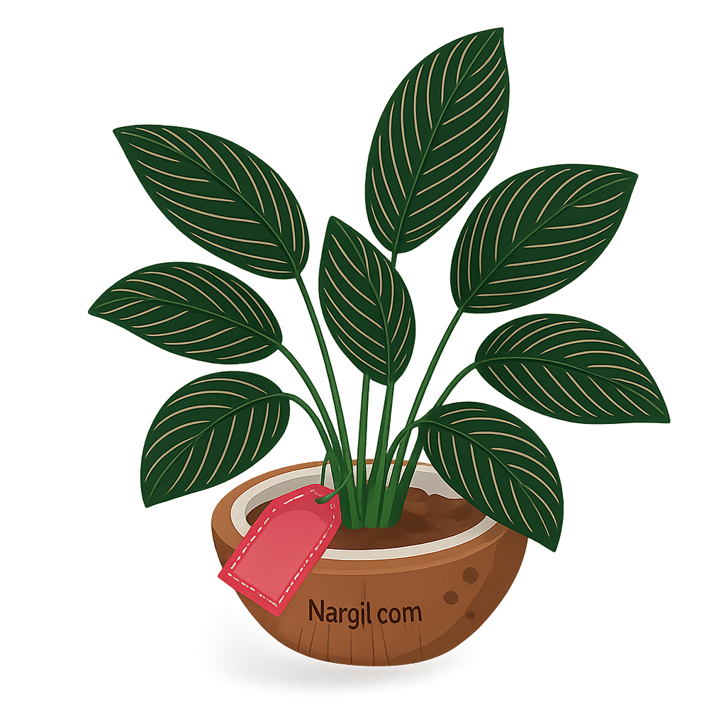  Nargil - Pin-stripe calathea